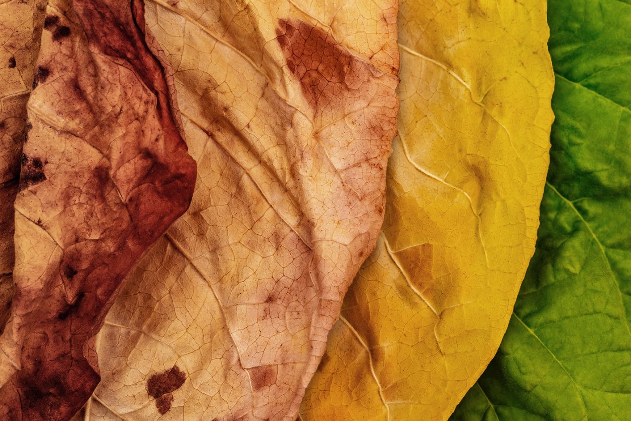 Табачный лист макро