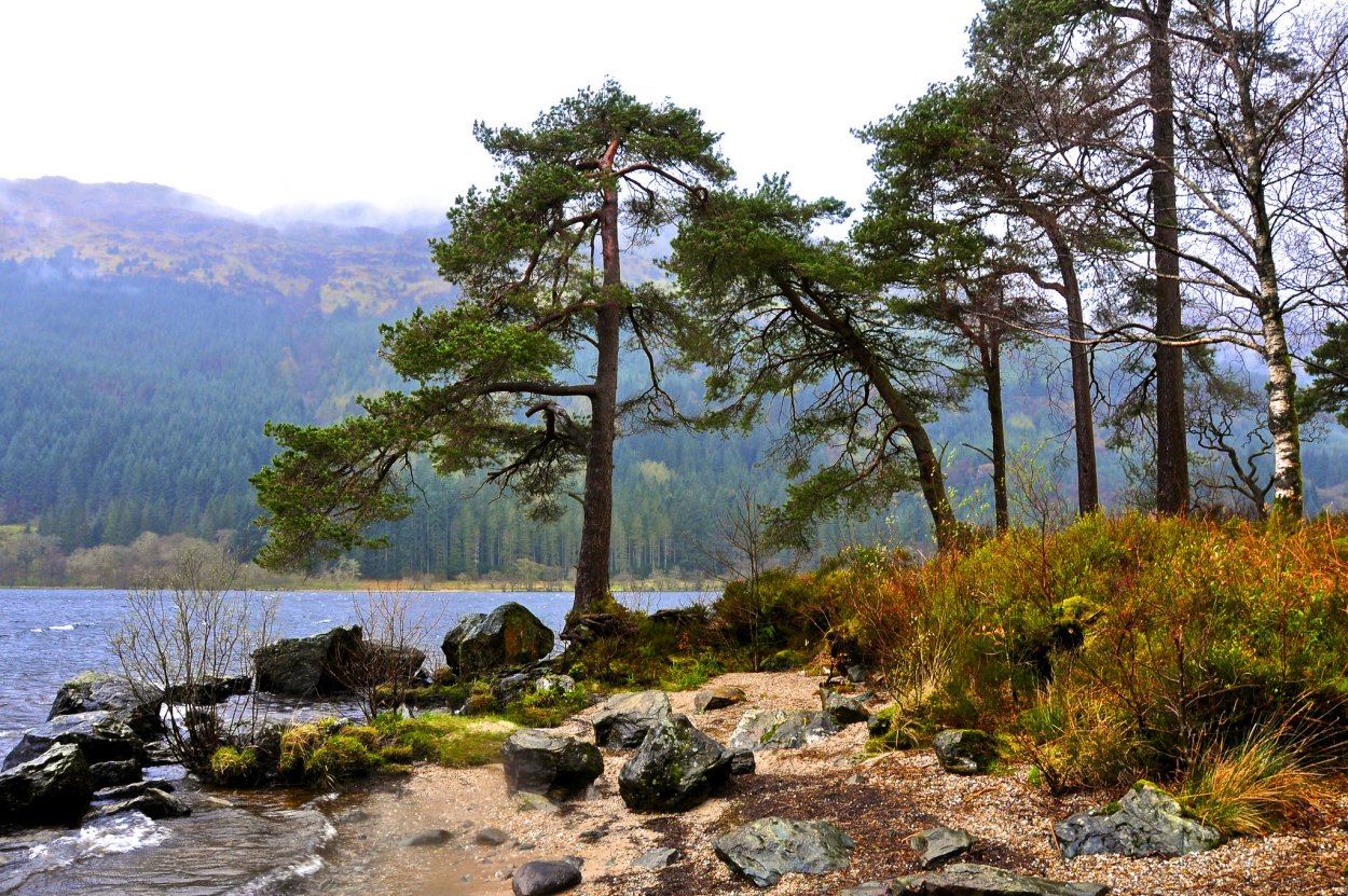 Горная сосна Байкал