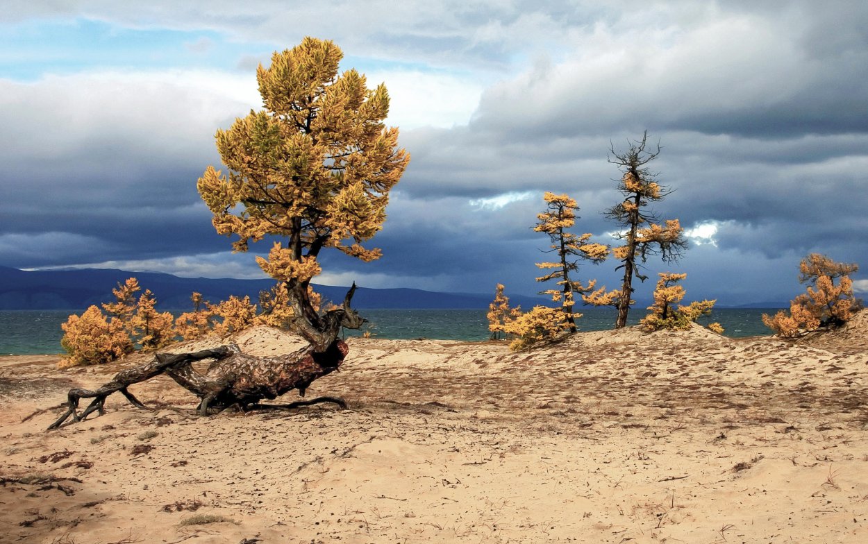 Байкал Ольхон кедр