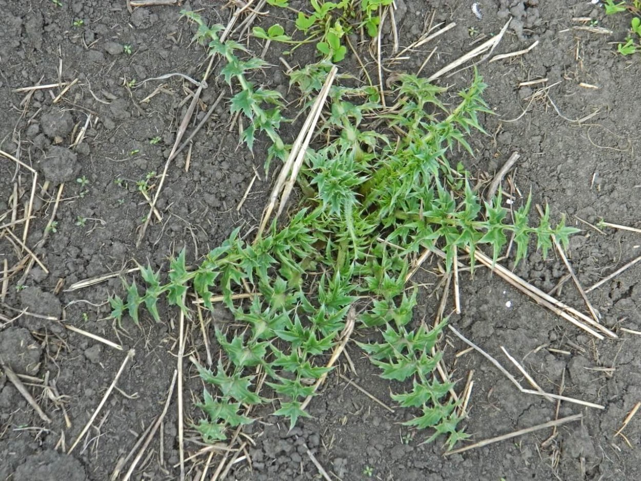 Сорняк ползучий полевой