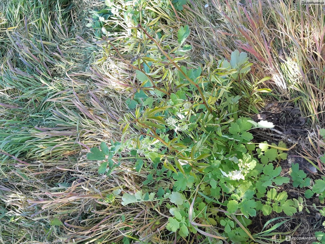Сорная трава Арбузник