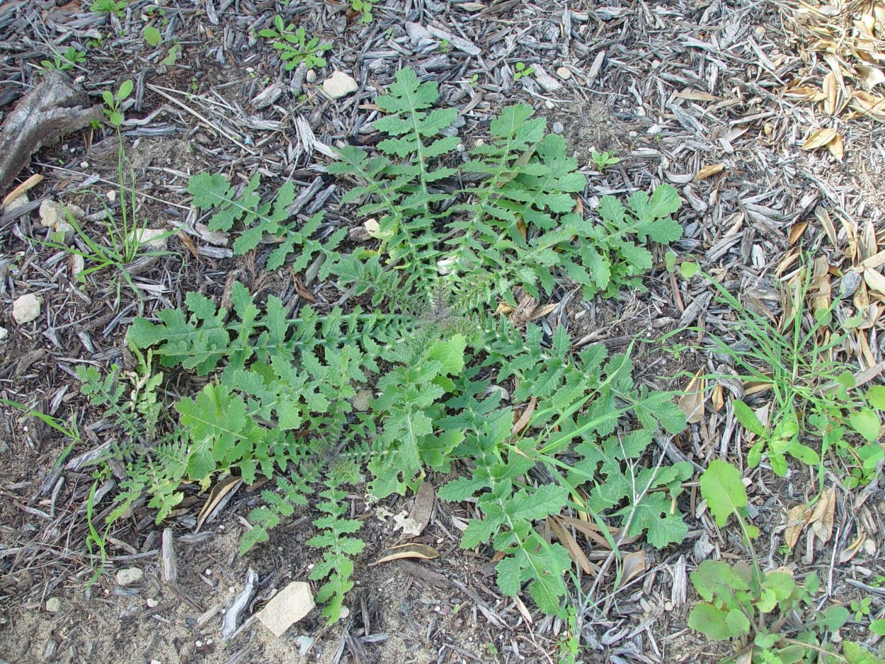 Сорняк с ползучими корнями