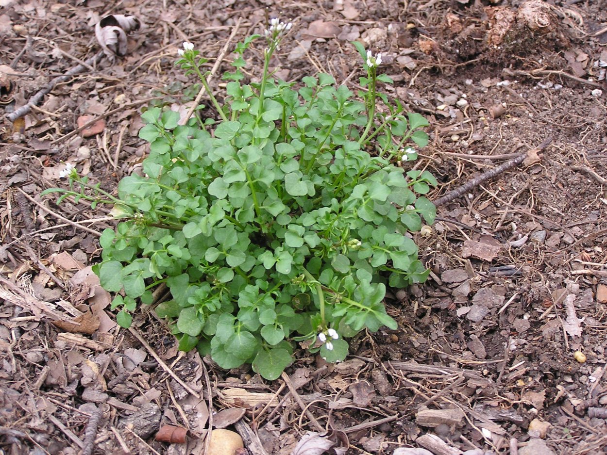 Сорняк ползучий Звездочка