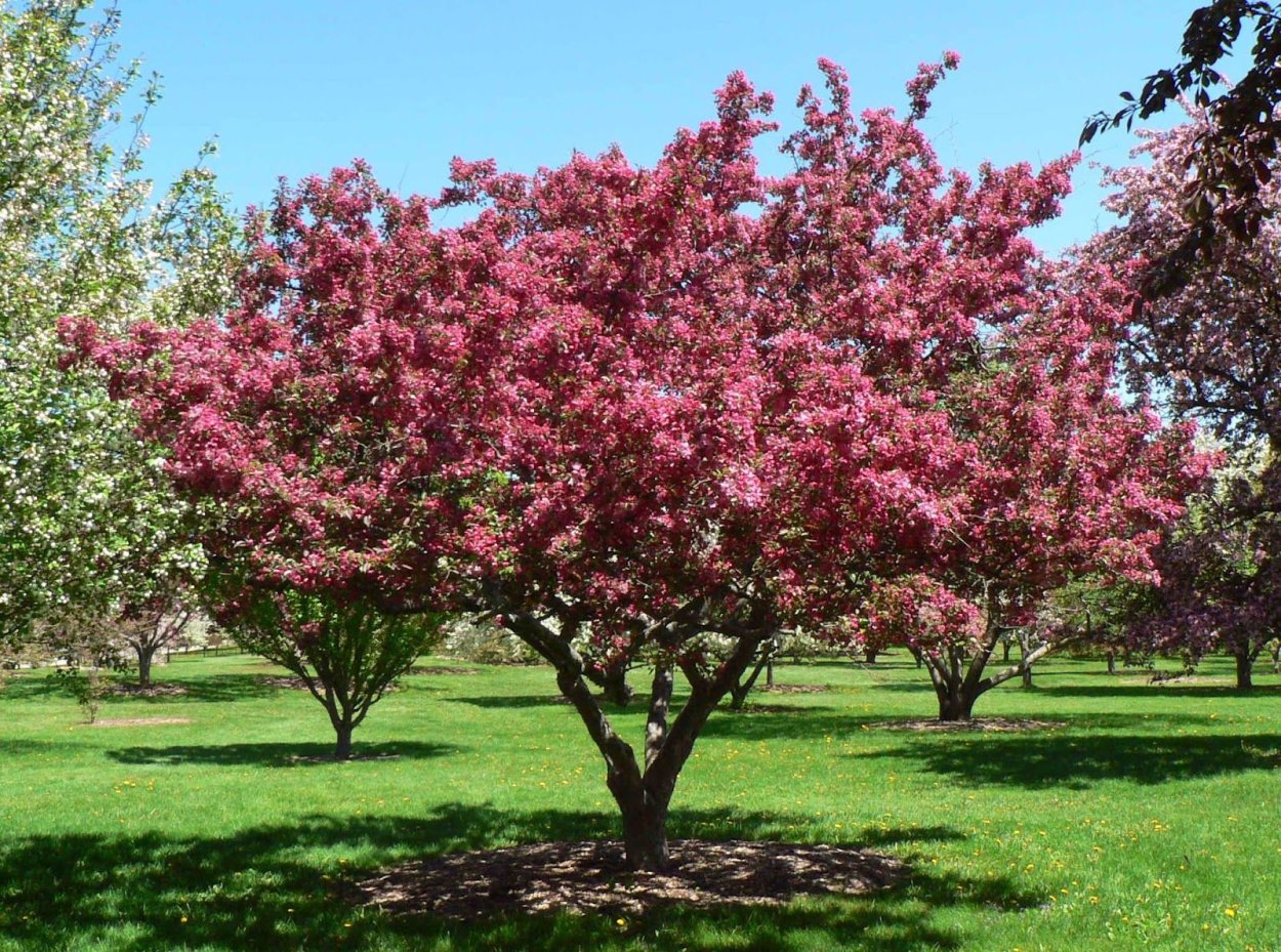 Яблоня "бренди Мейджик" Malus 'Brandy Magic'