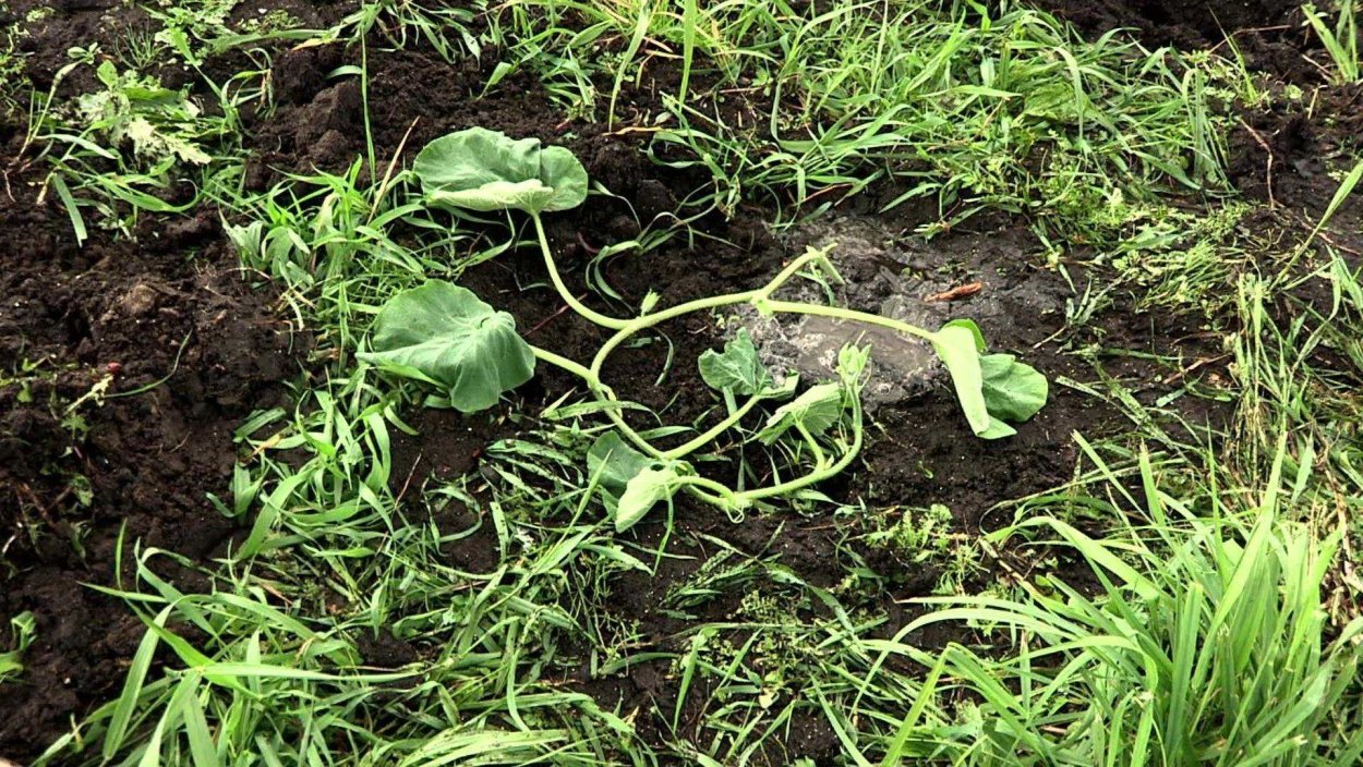 Сорняк огородный ползучий