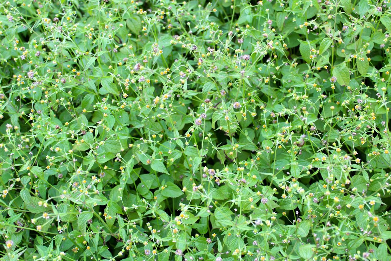 Трава звездчатка мокрица