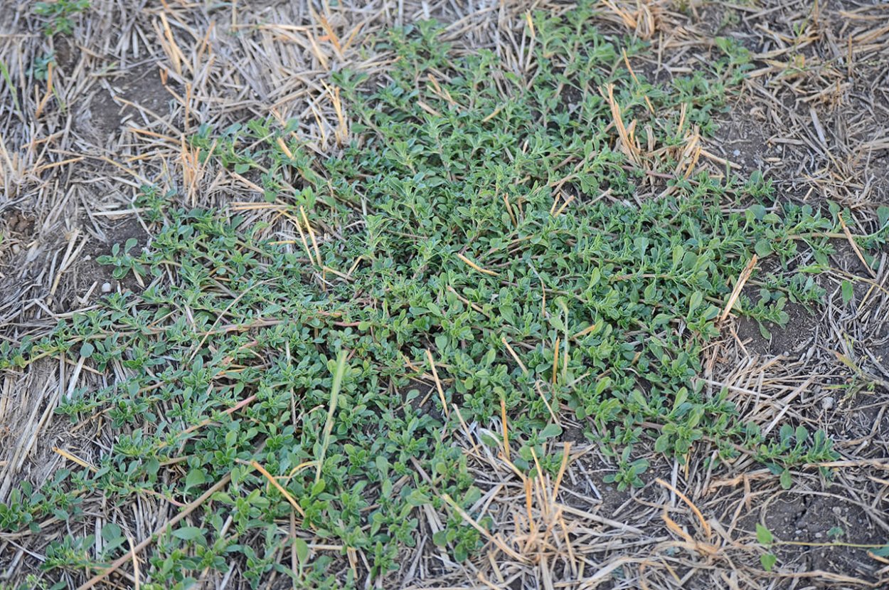 Пырей ползучий корень