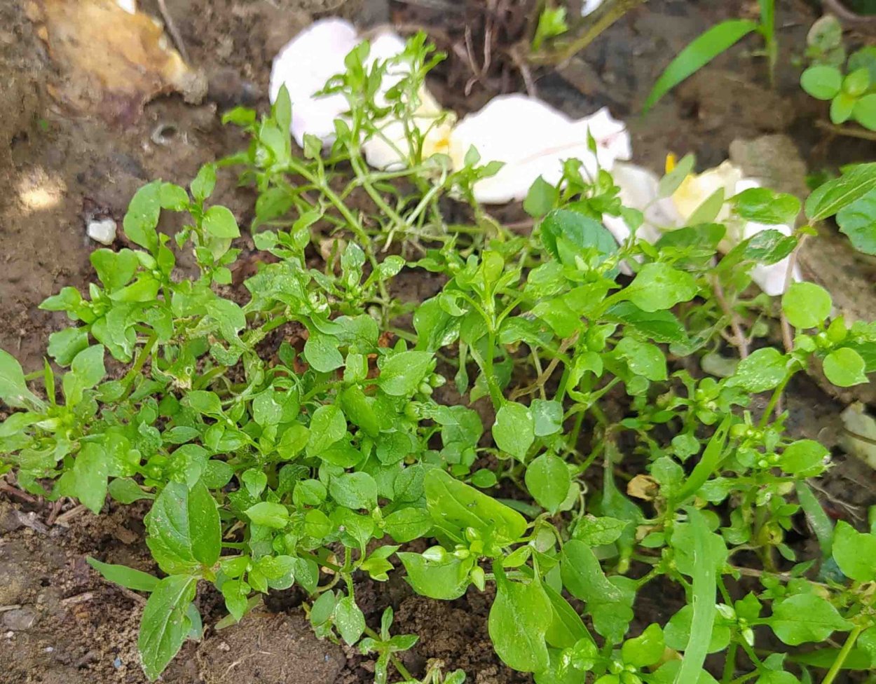 Осока трава сорняк пырей