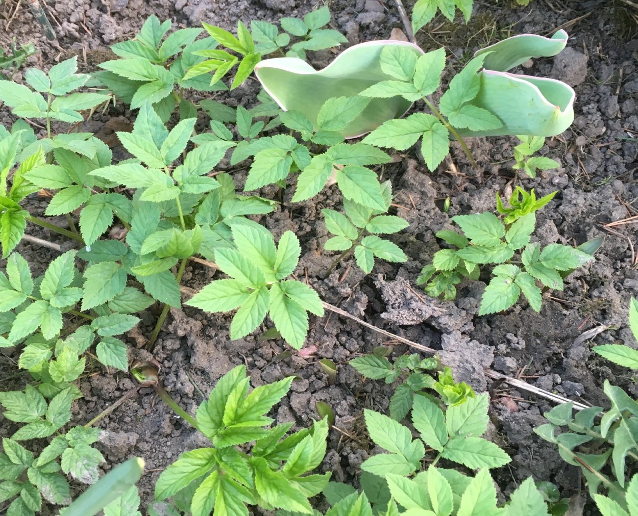 Пырей сорняк