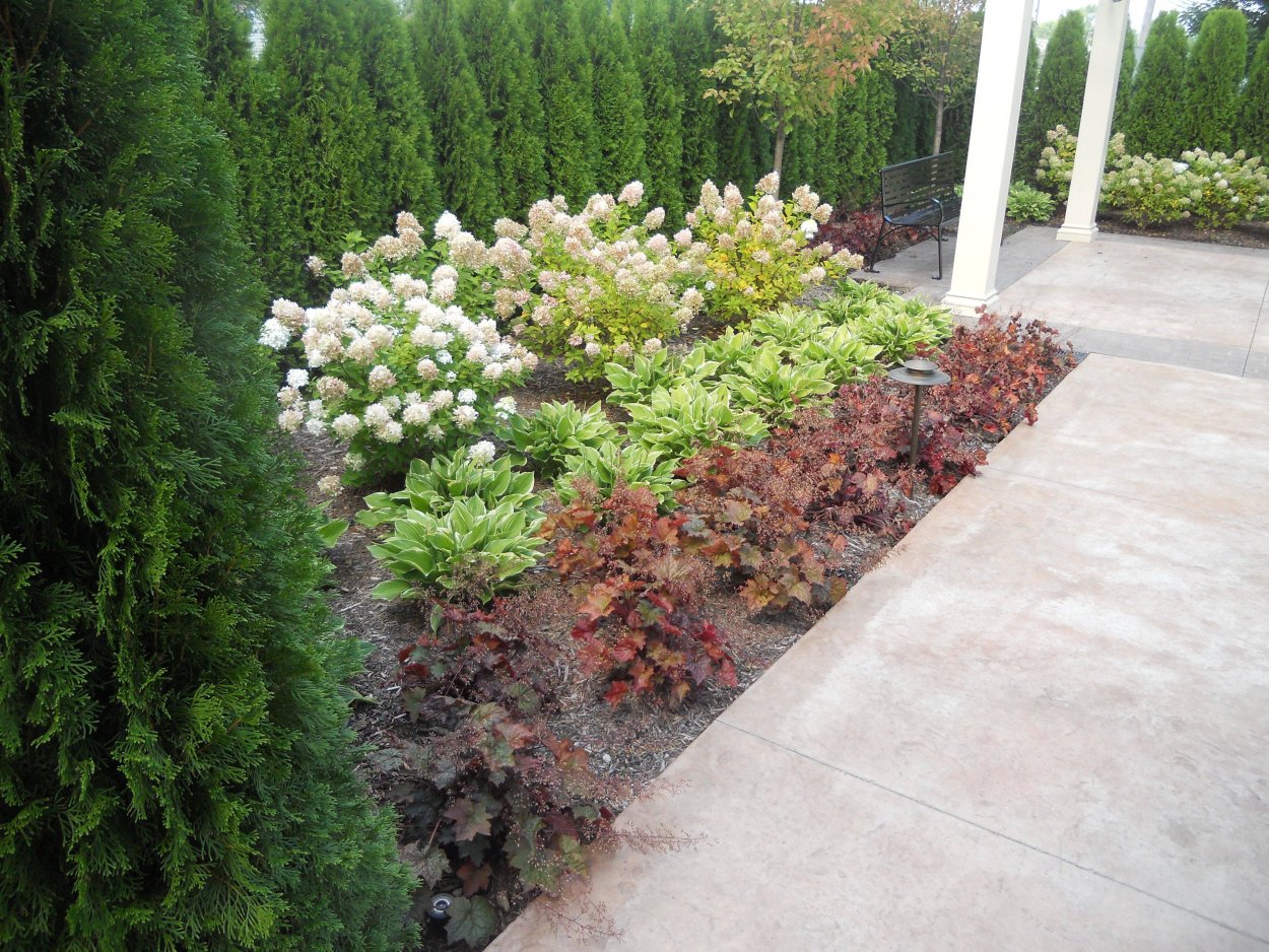 Теневой миксбордер можжевельником