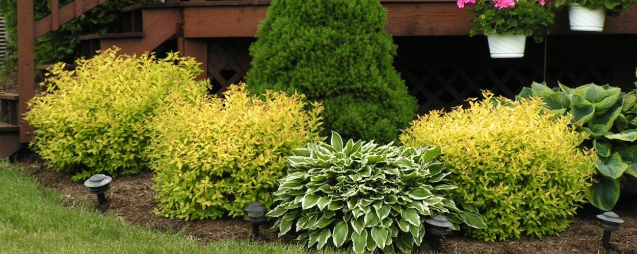 Туя Смарагд и Барбарис