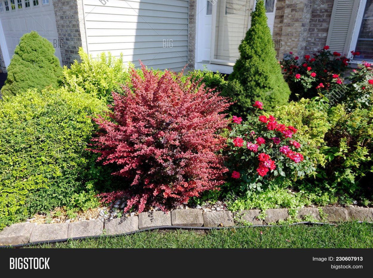 Гортензия метельчатая Westerland