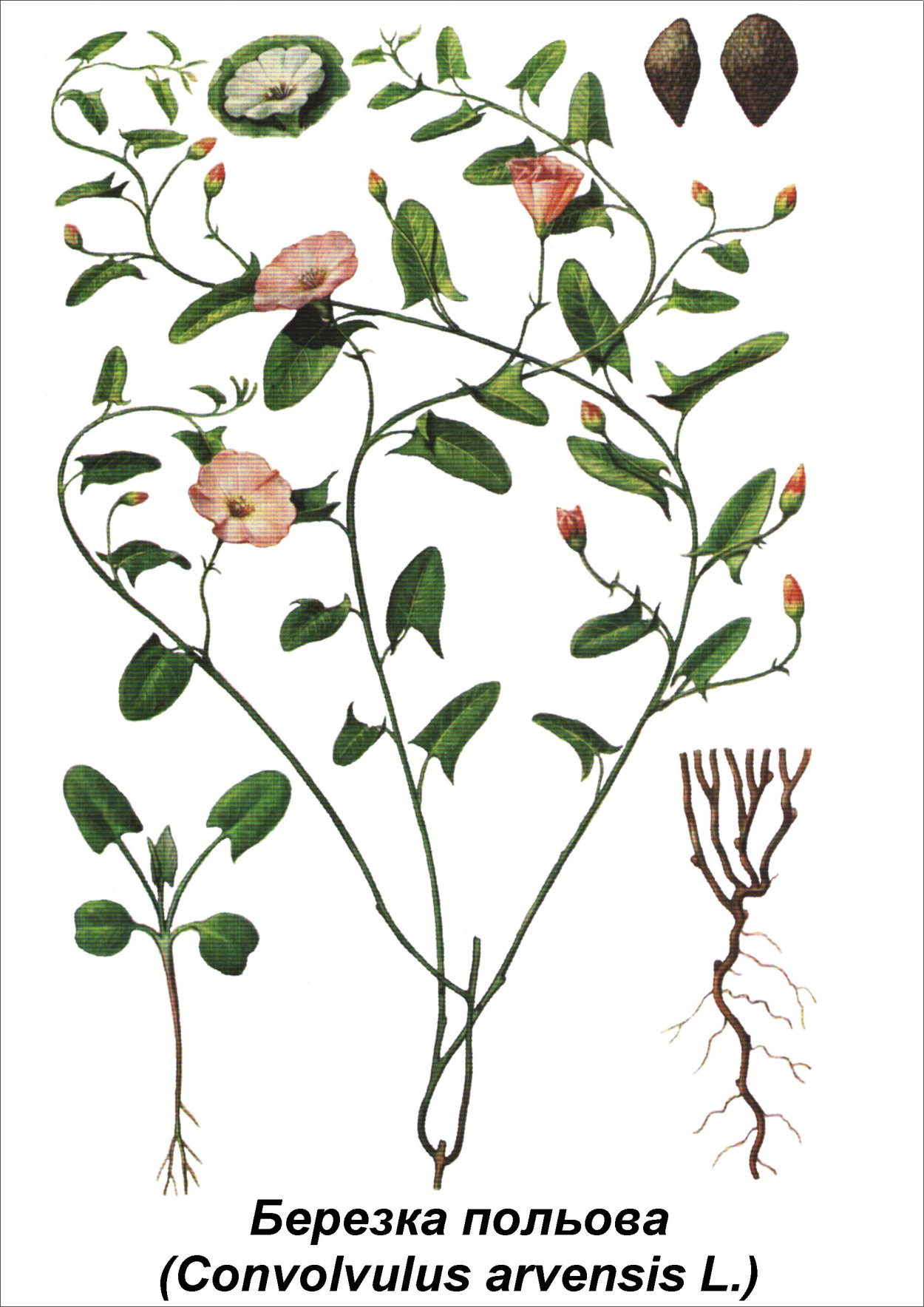 Трава осот огородный