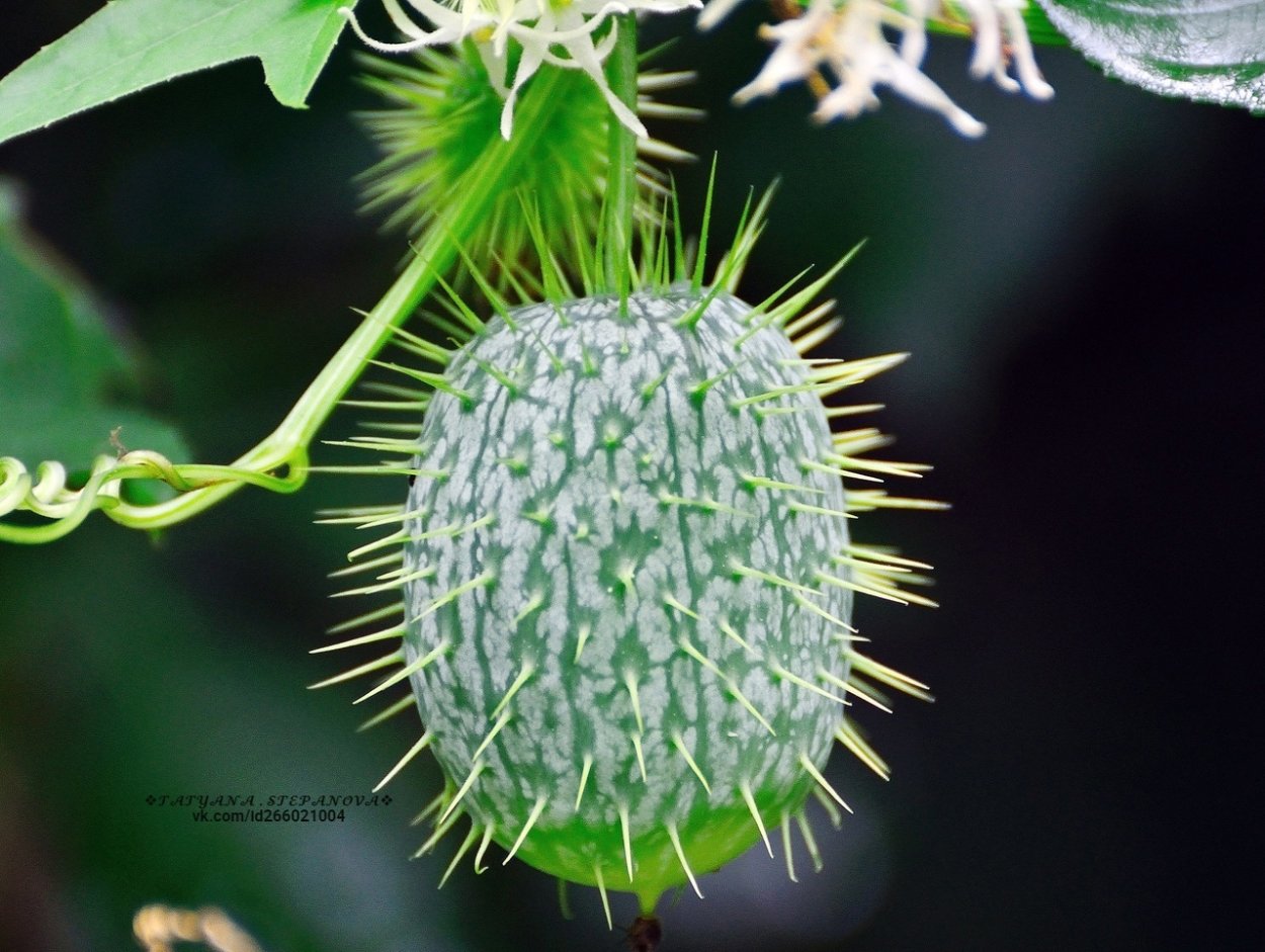 Вьюнок полевой на огороде
