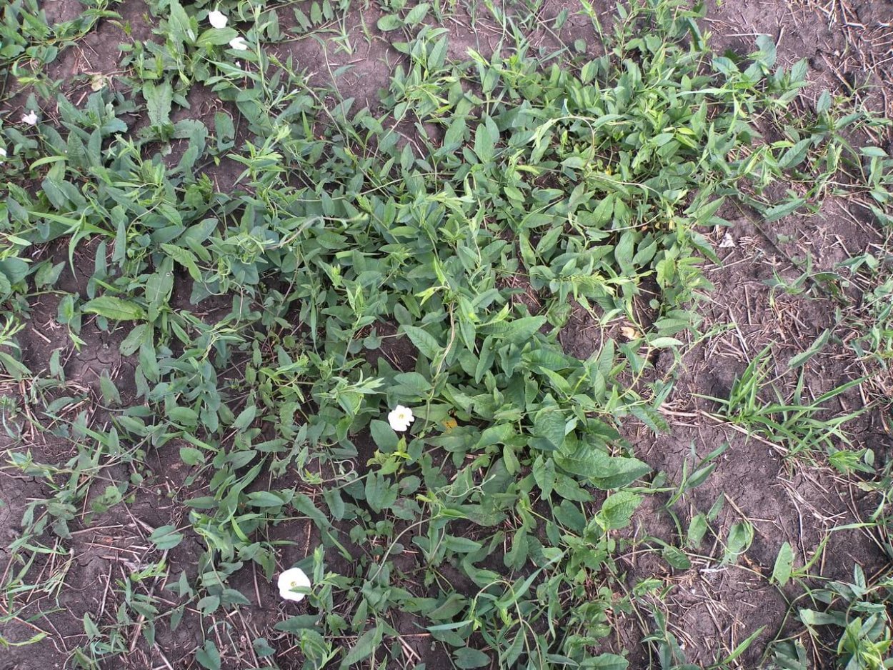 Вьюнок эхиноцистис