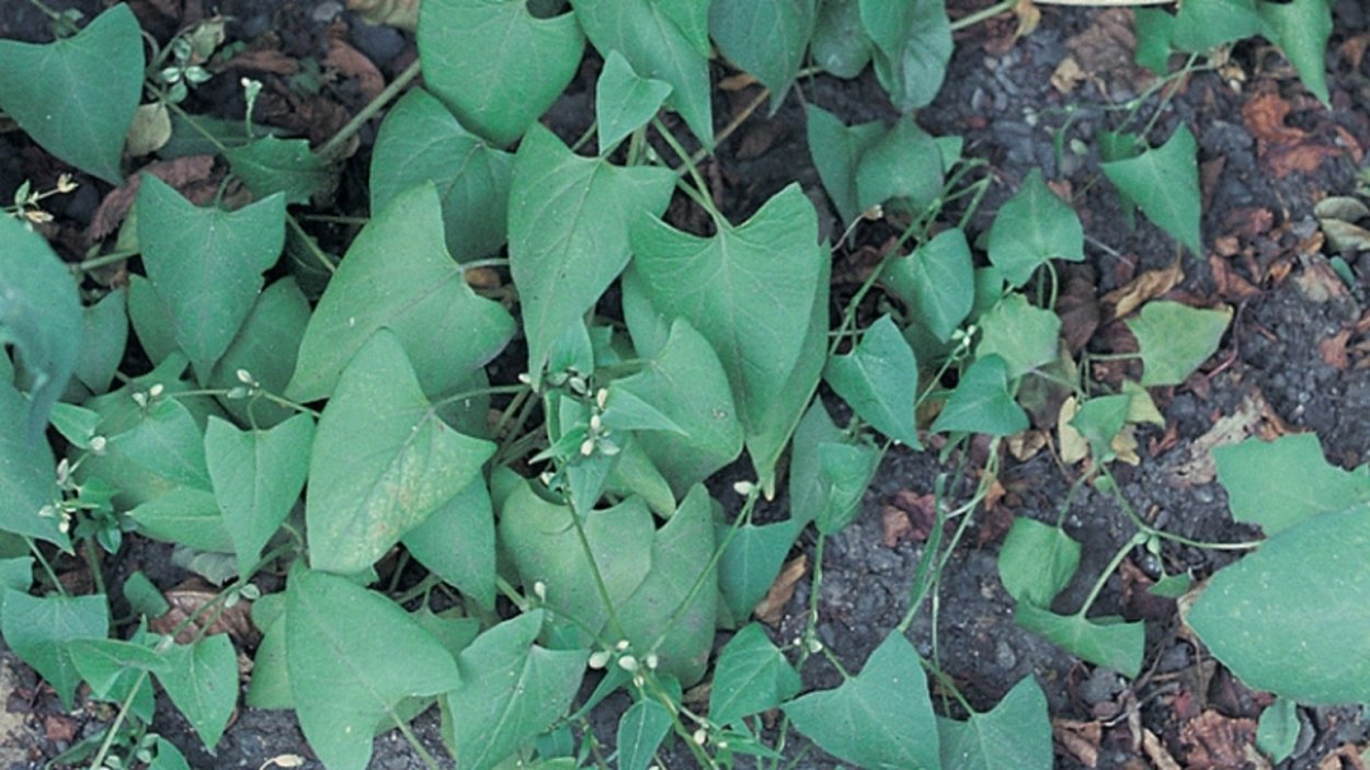 Горец вьюнковый (Polygonum Convolvulus l.)