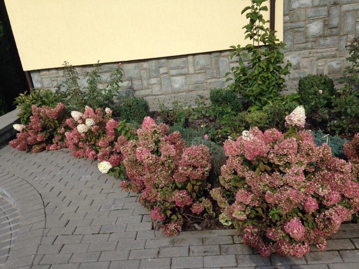 Бирючина самшитовидная