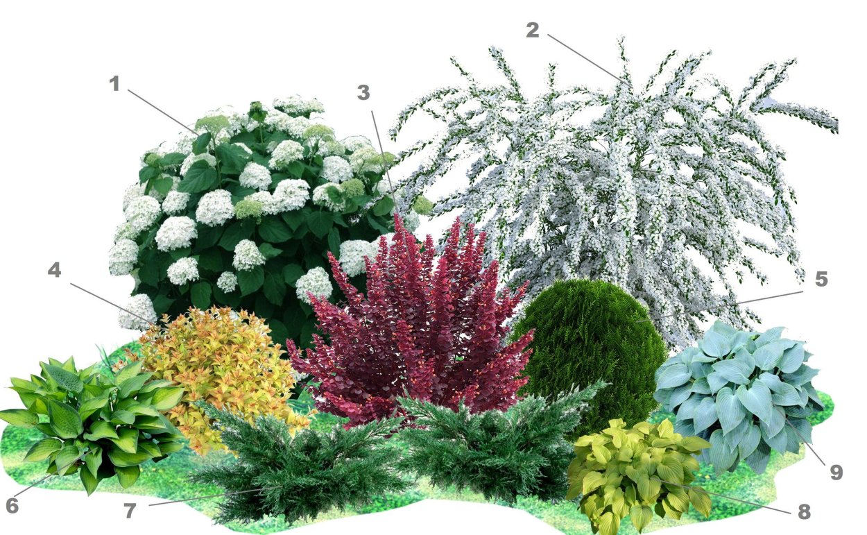 Гортензия Мэджикал бобо