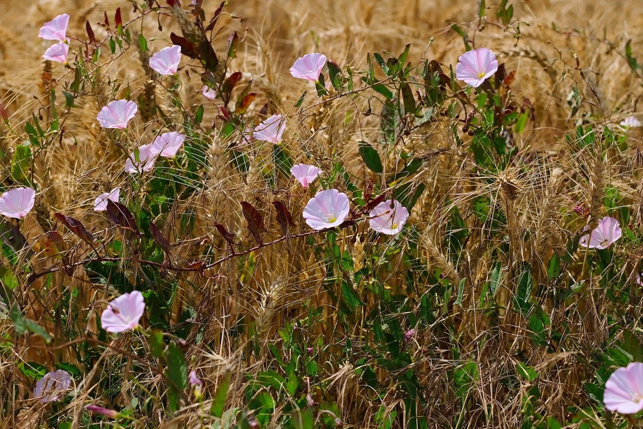 Трава Вьюнок полевой