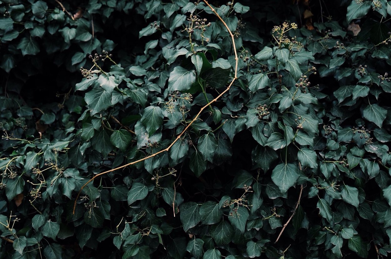 Вьюнок полевой Березка