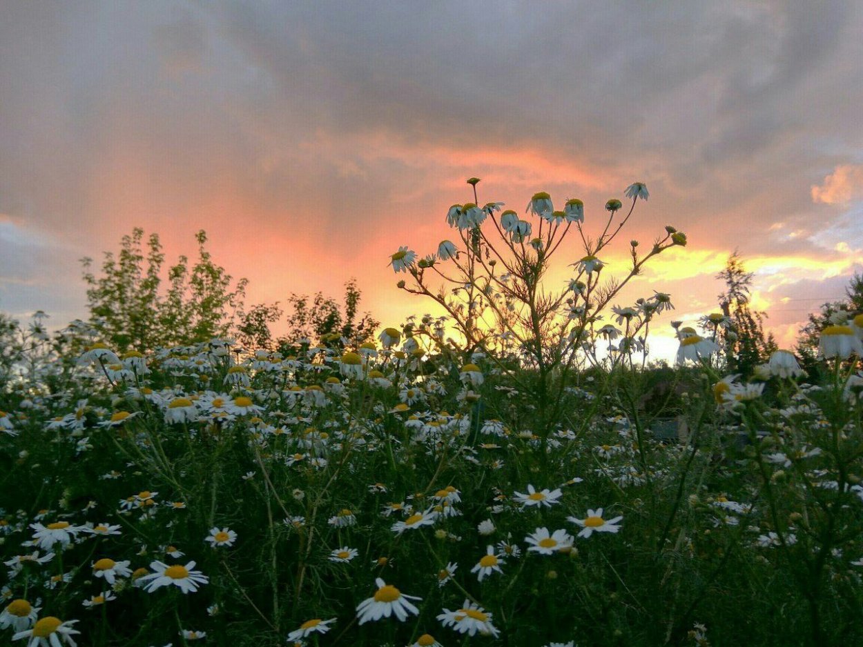 Эстетика лета ромашки