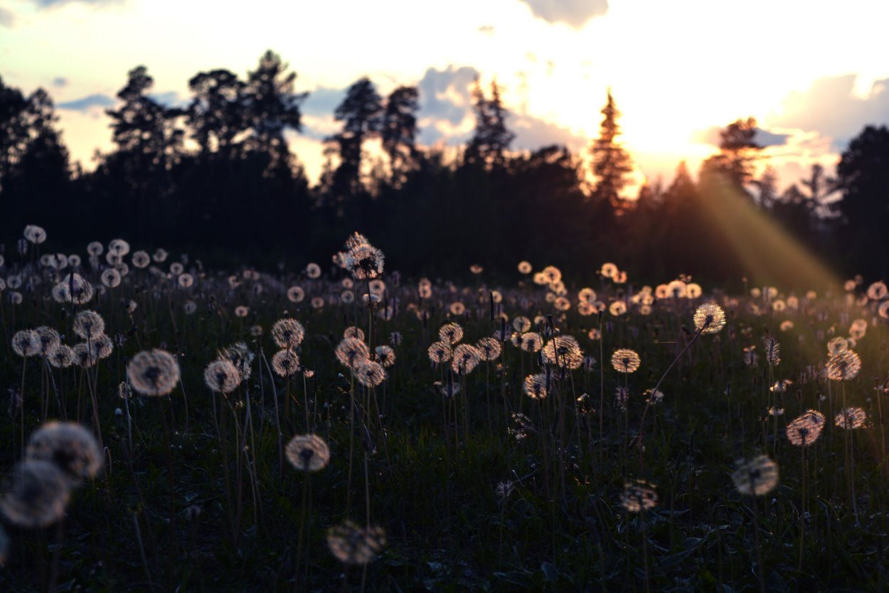 Ромашки Эстетика