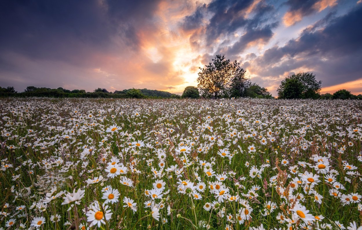 Ромашковое поле в лучах солнца