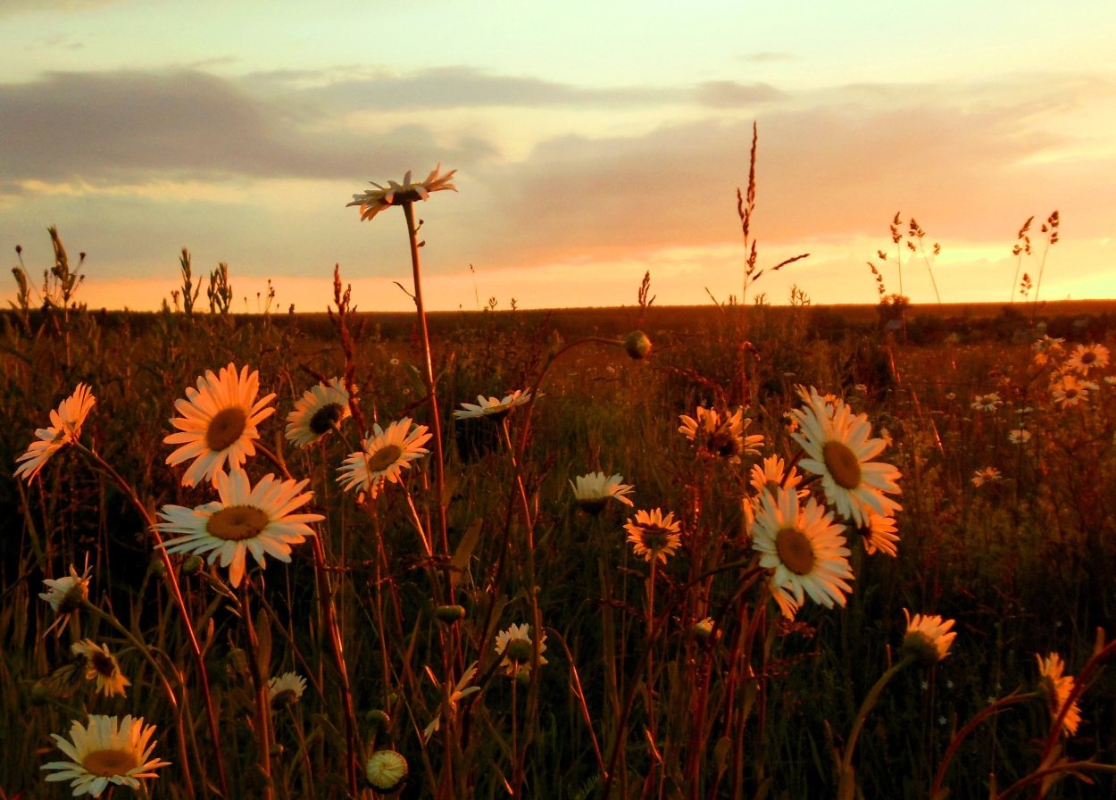 Доброе утро любимая с полевыми цветами