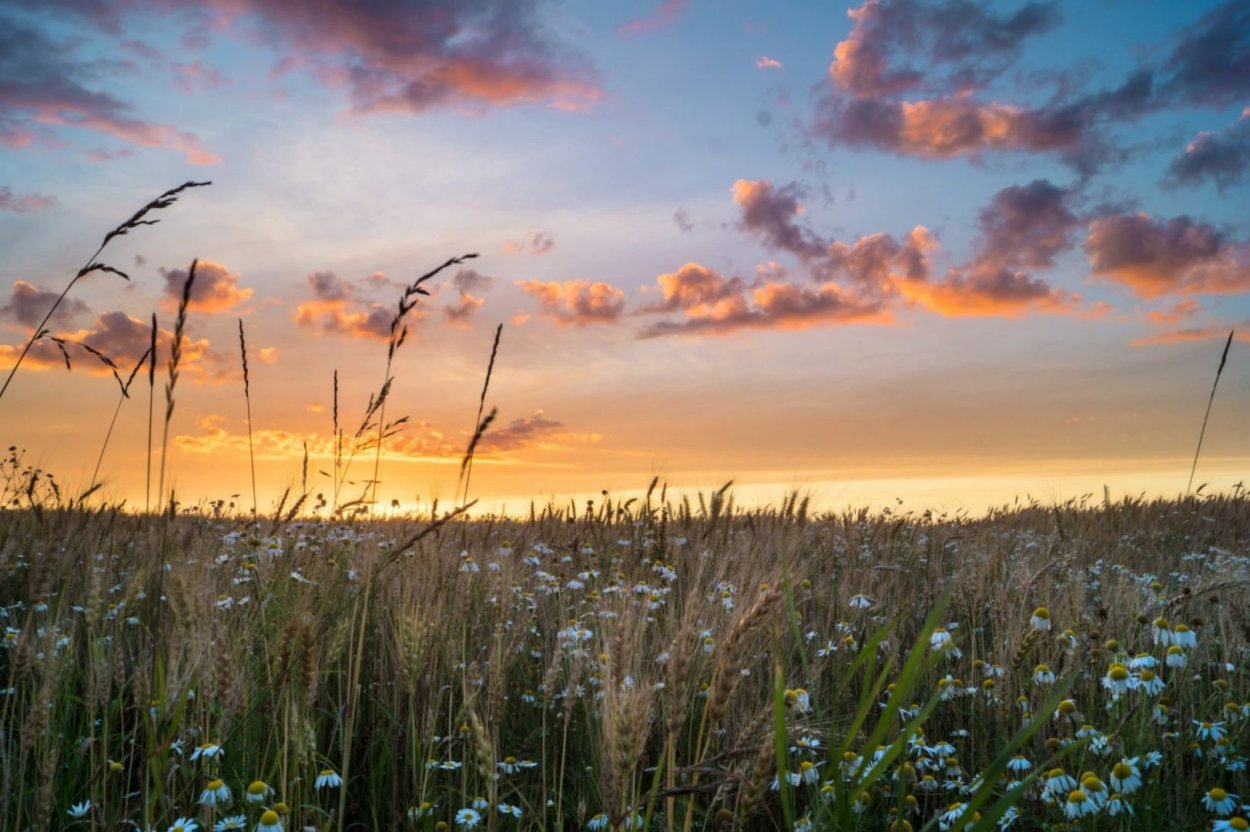 Поле Эстетика тумблер