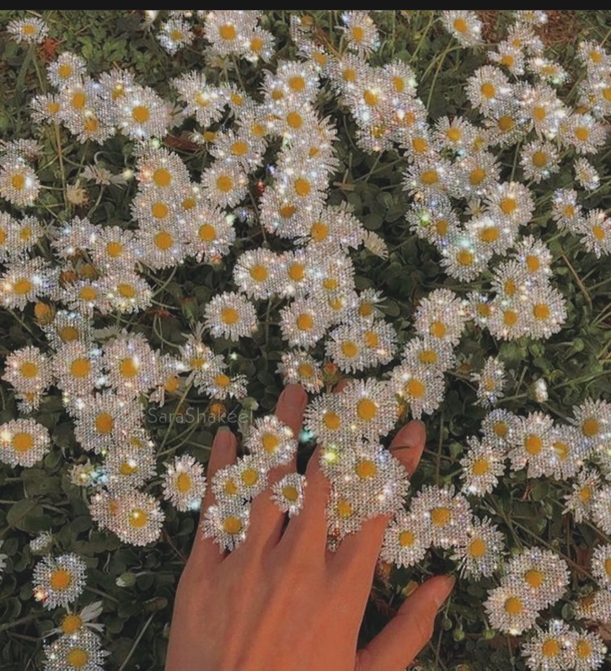 Ромашковое поле на закате