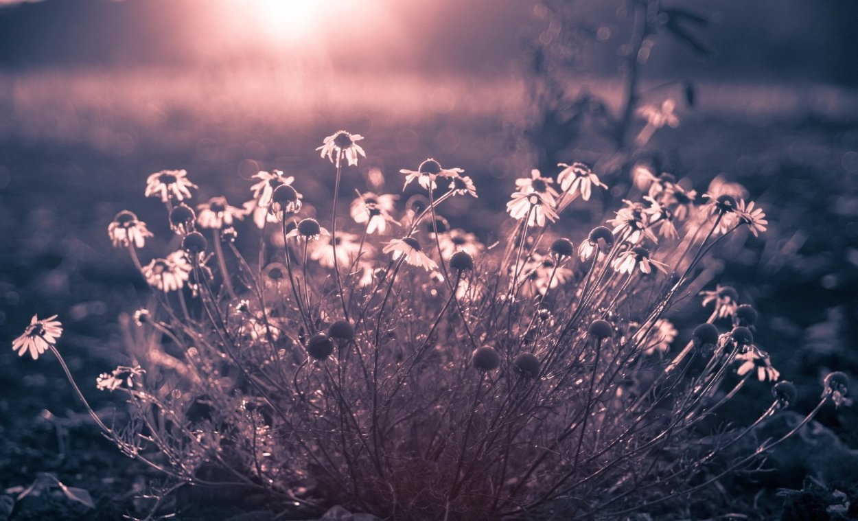 Поле ромашек Эстетика