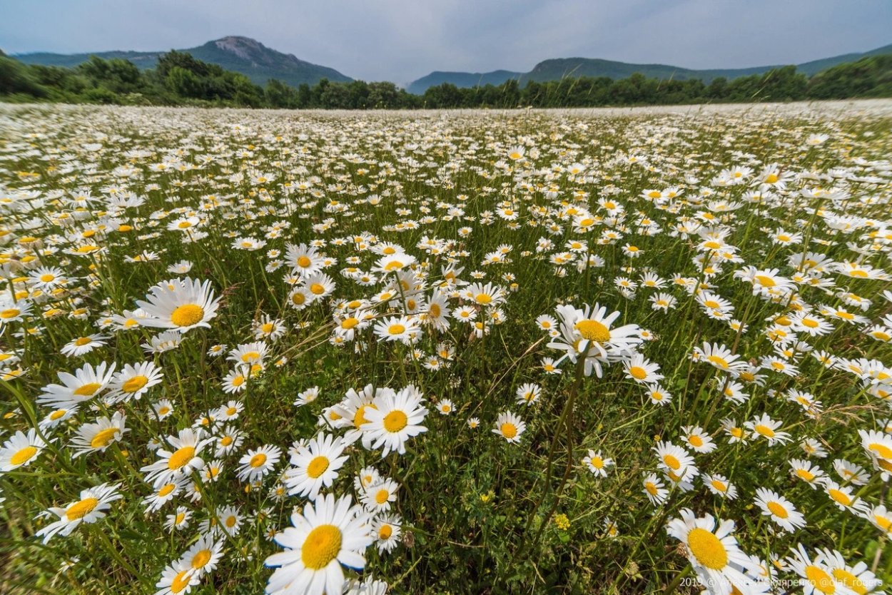 Ромашковое поле Наро-Фоминск