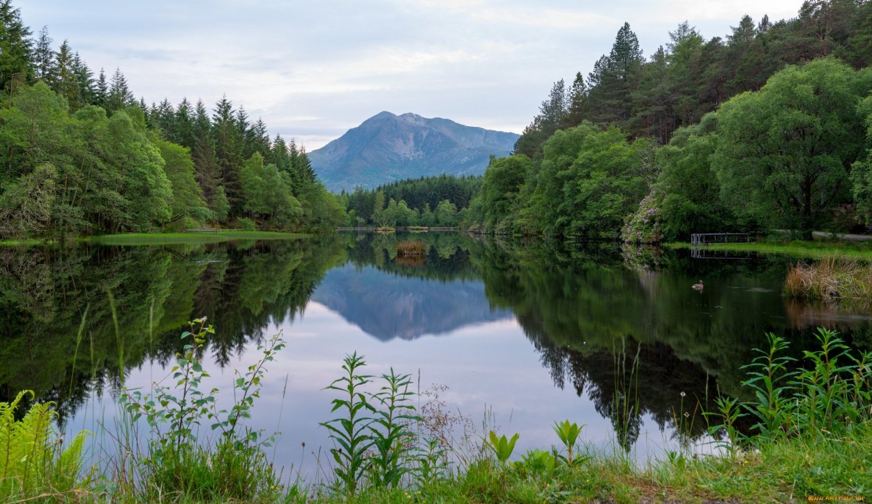 Река в лесу