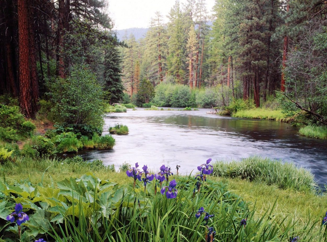 Река в лесу