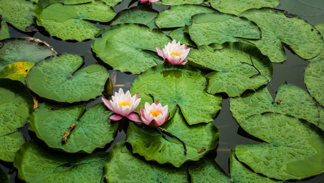 Лист лотоса Лотос