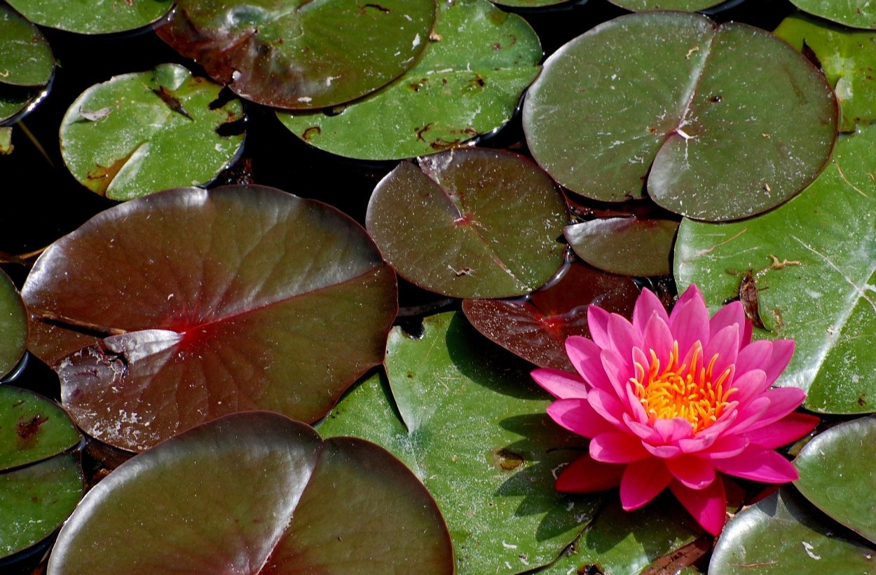 Листья кувшинки лотоса водяной лилии