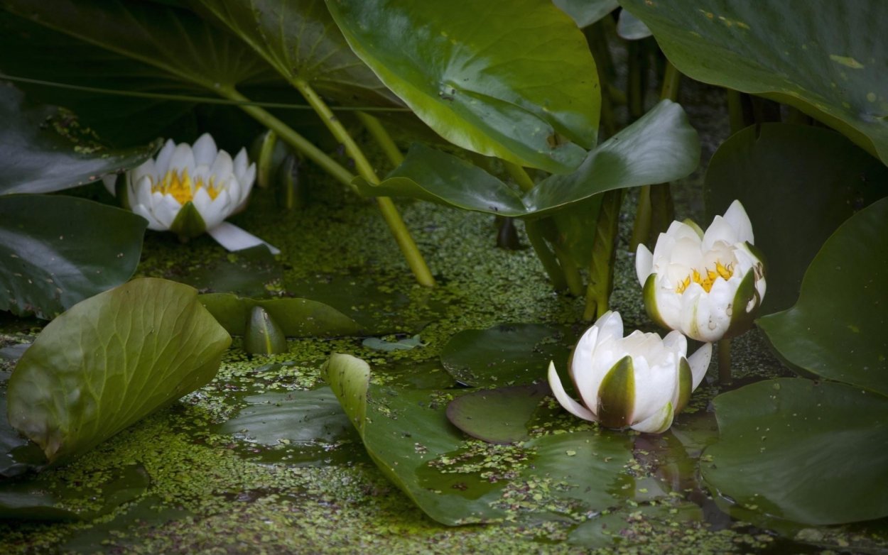 Болотная кувшинка Лилия-Лиана
