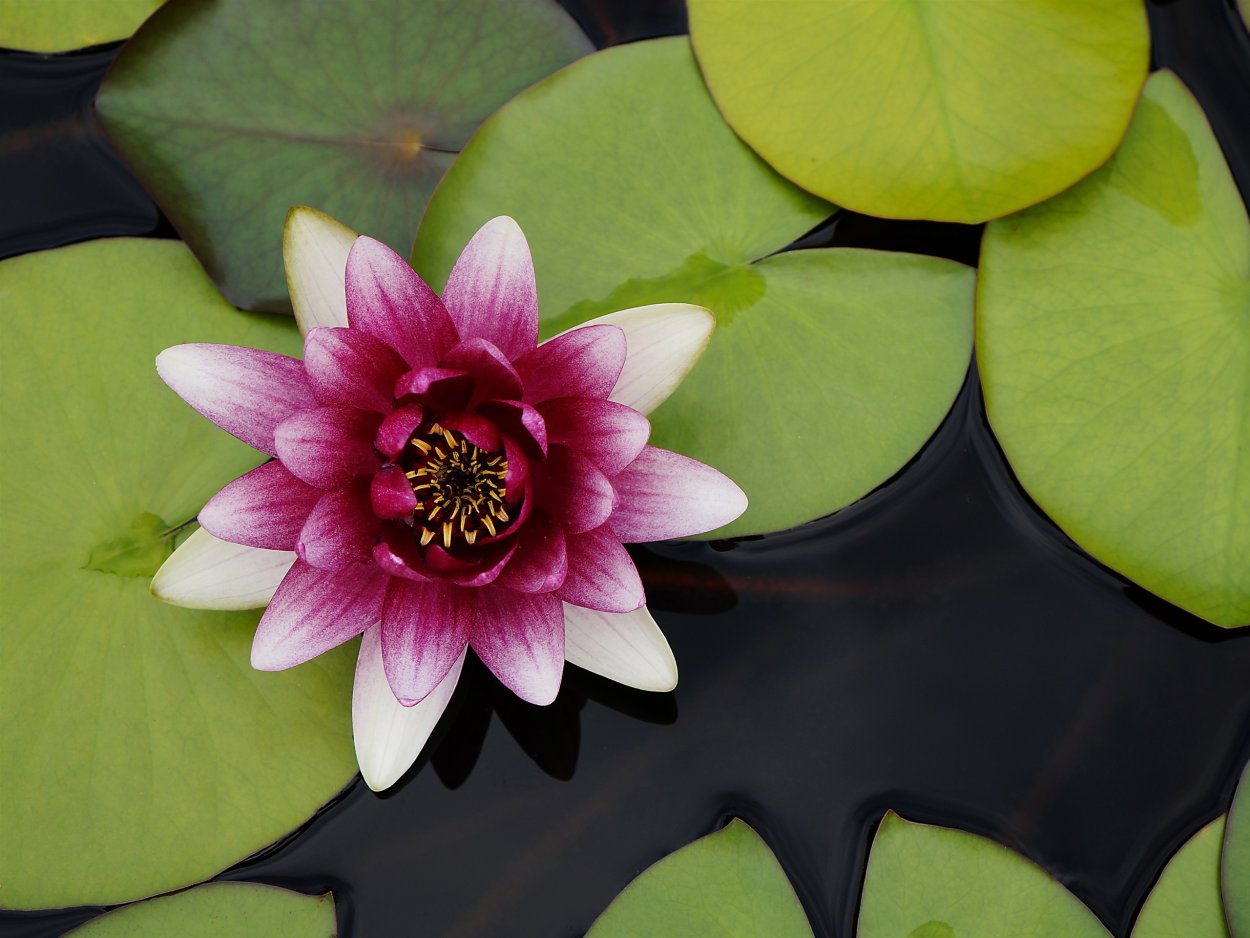 Листья кувшинки лотоса водяной лилии