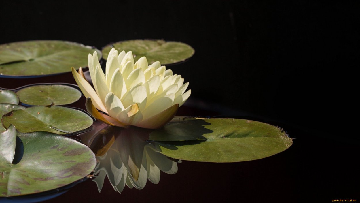 Кувшинка нимфея Денвер