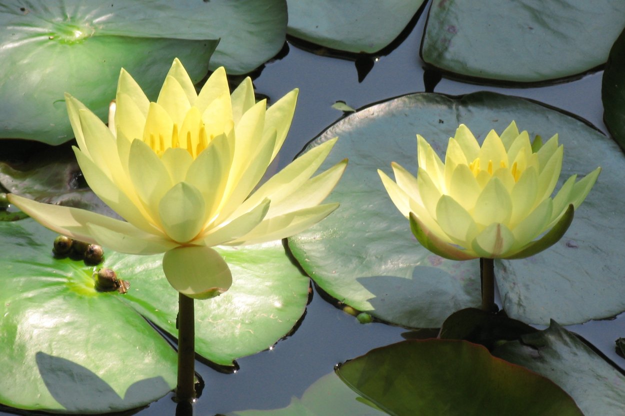 Nymphaea Lotus Египет