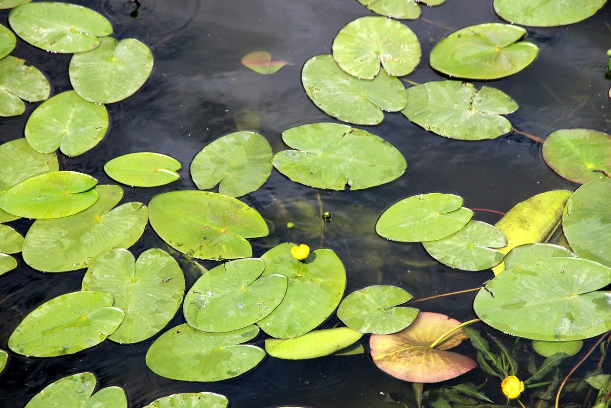 Листья кубышки