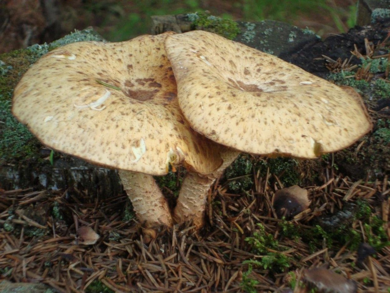 Пилолистник Волчий