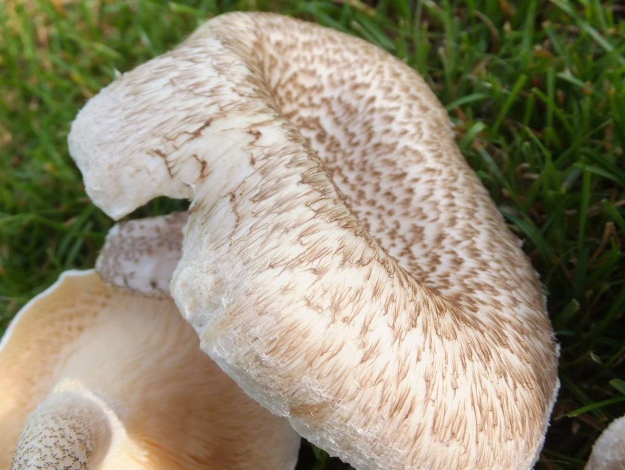 Пилолистник тигровый