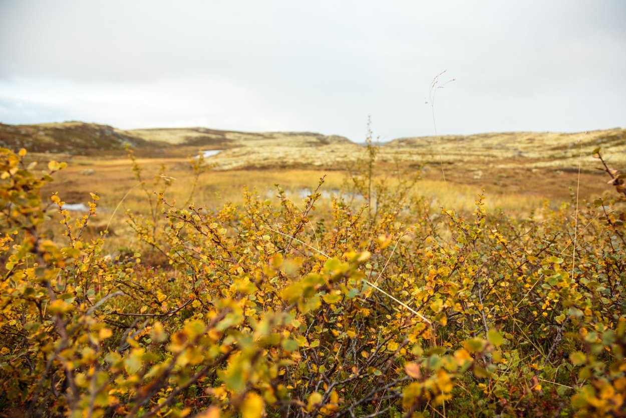 Карликовая береза в лесотундре