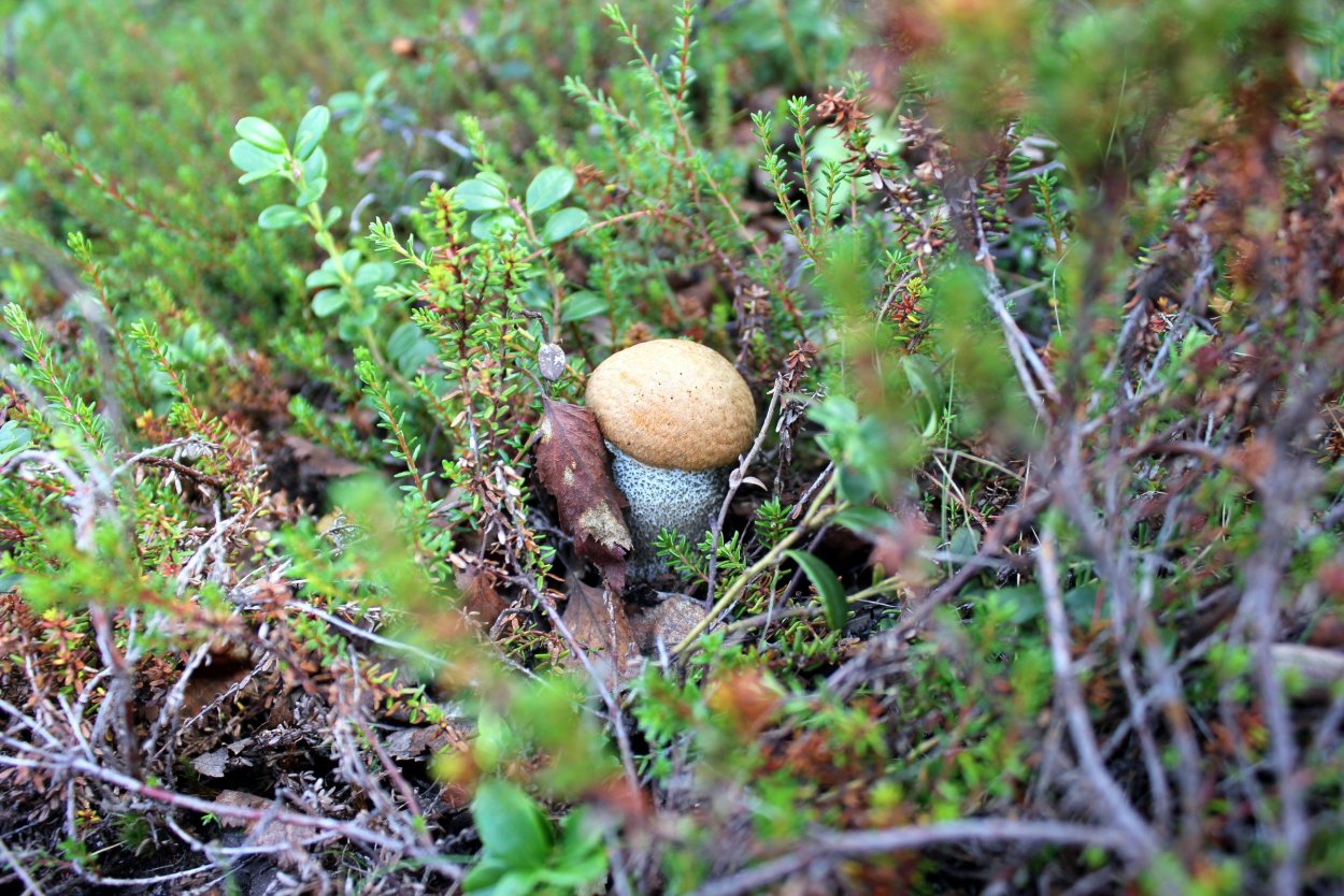Карликовая берёза в тундре осенью