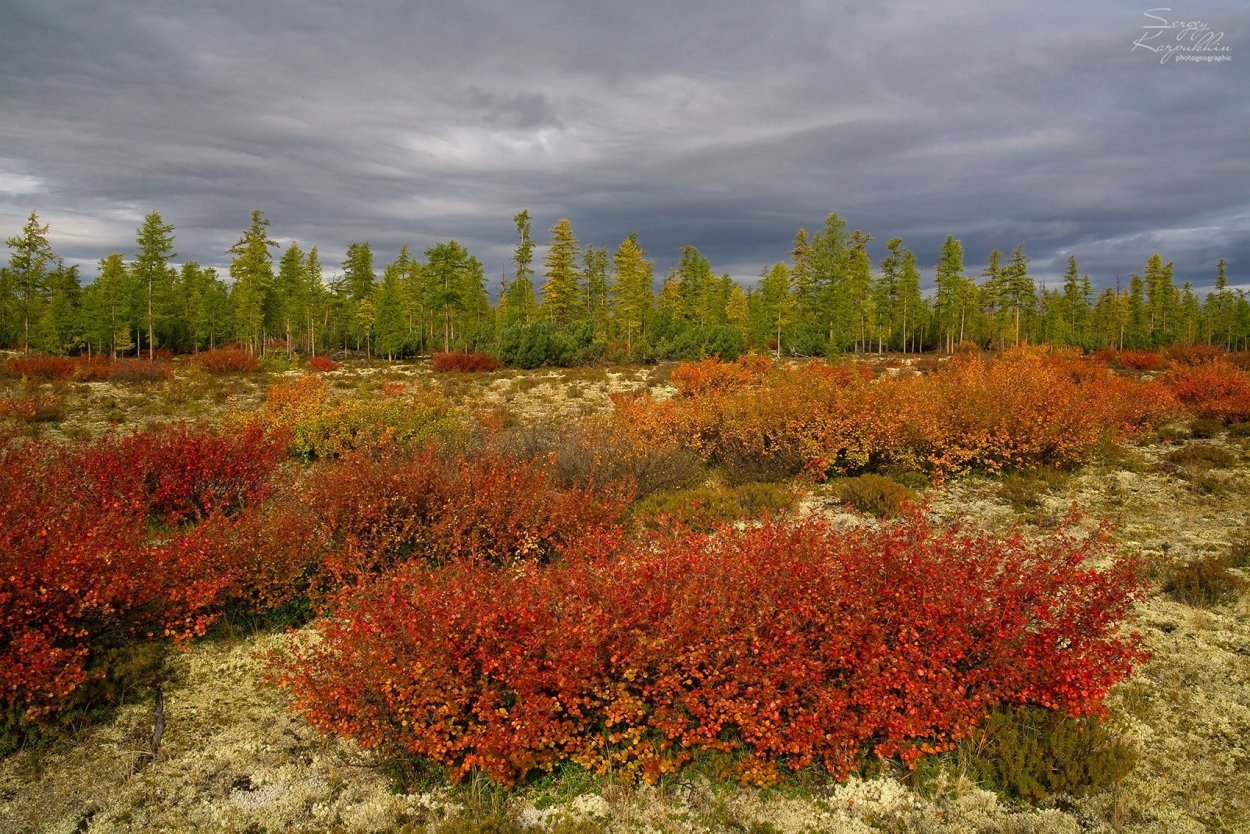 Карликовые деревья в тундре