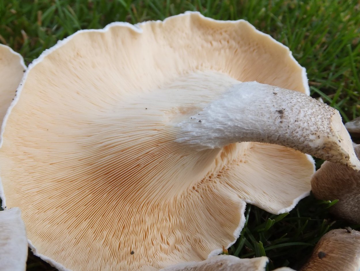 Раскраска пилолистника чешуйчатого гриб