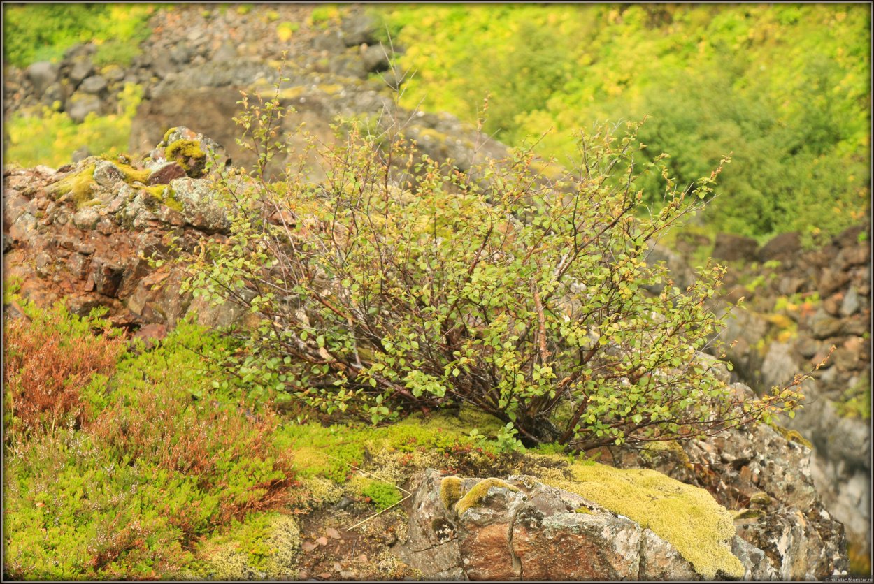 Карликовые тундровые березы