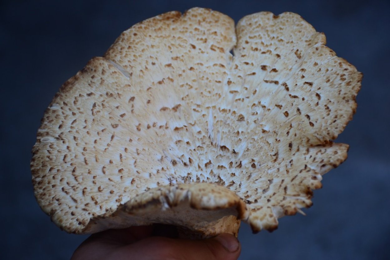 Пилолистник чешуйчатый, или шпальный гриб