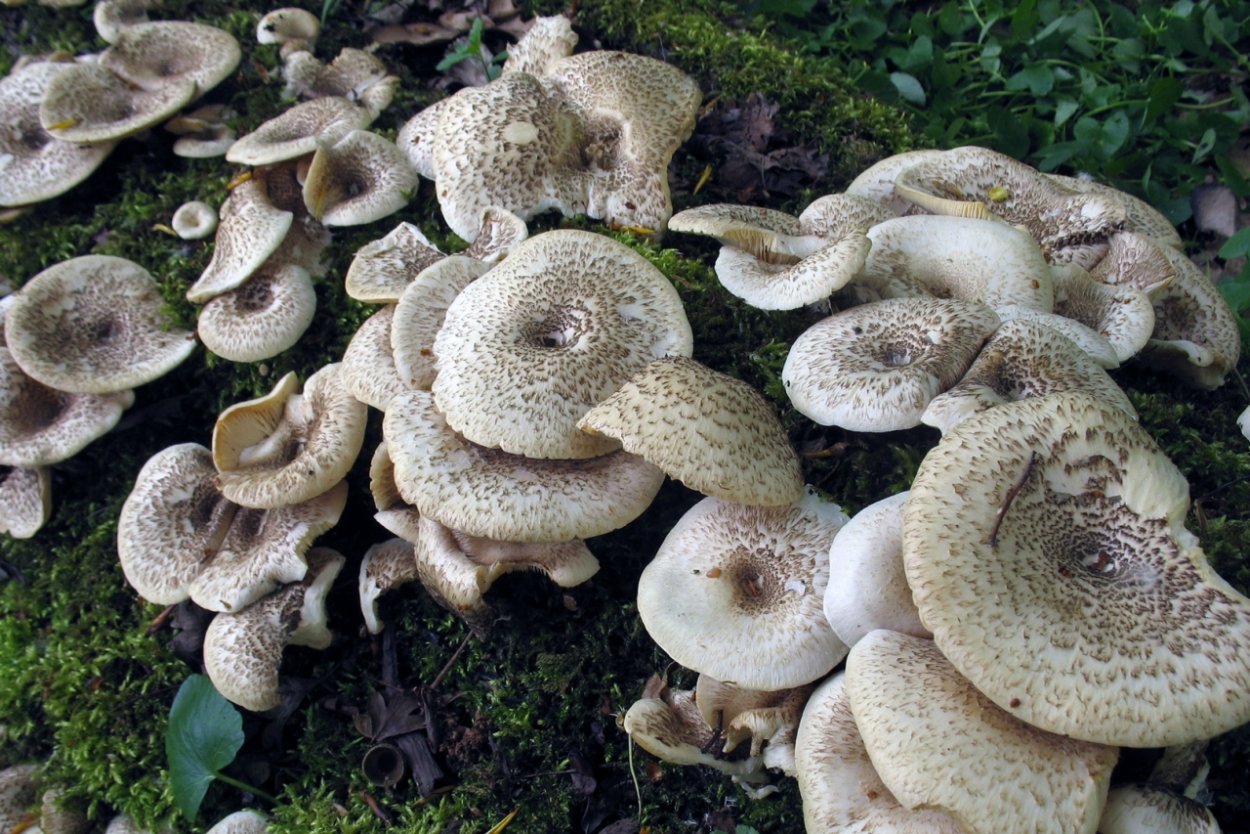 Гриб Пилолистник тигровый